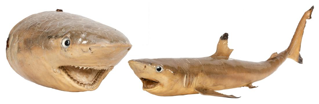 Two Taxidermy Sharks. (1 of 3)