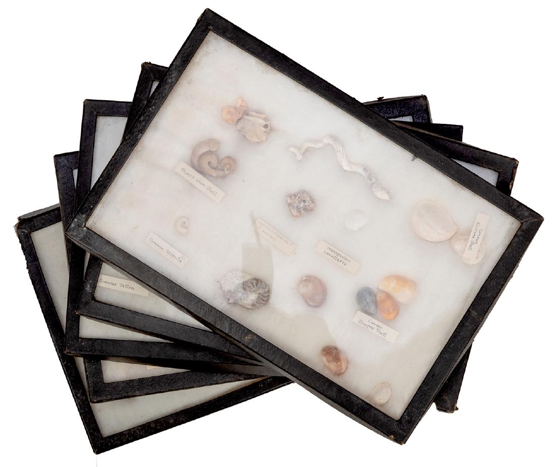 Large Collection of Seashells. (1 of 6)