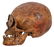 Pre-Columbian Human Skull. - 3