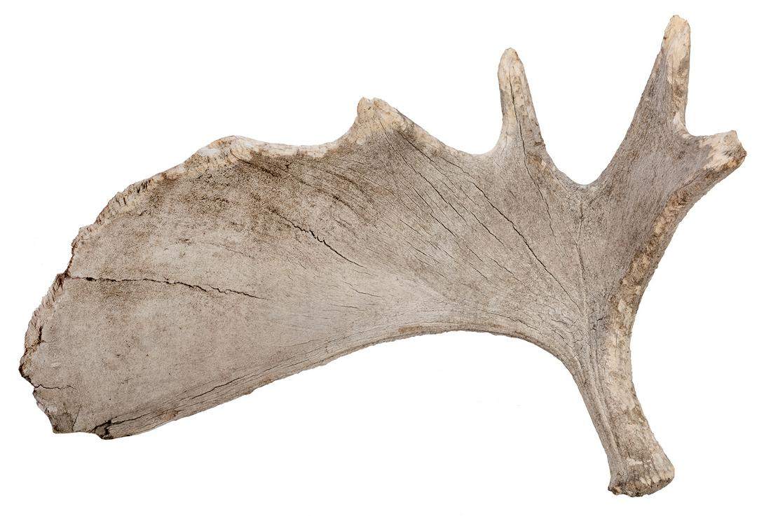 Large Moose Antler. (1 of 3)