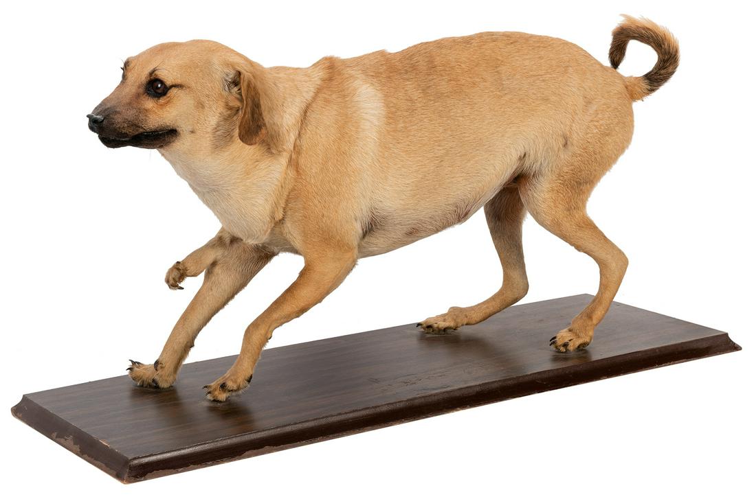 “Tootsie” the Five-Legged Dog. (1 of 4)