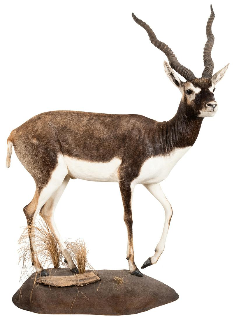 Blackbuck Full Body Taxidermy Mount. Also known as the (1 of 2)