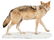 Red Wolf Full Body Taxidermy Mount. On a snow-like - 3