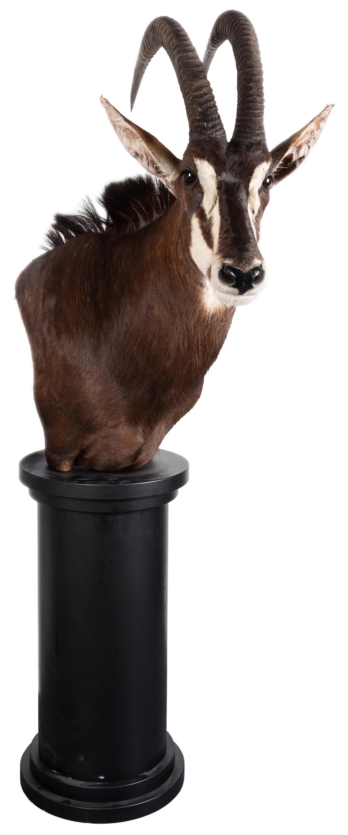 Sable Antelope Full Shoulder Mount Taxidermy. On (1 of 3)