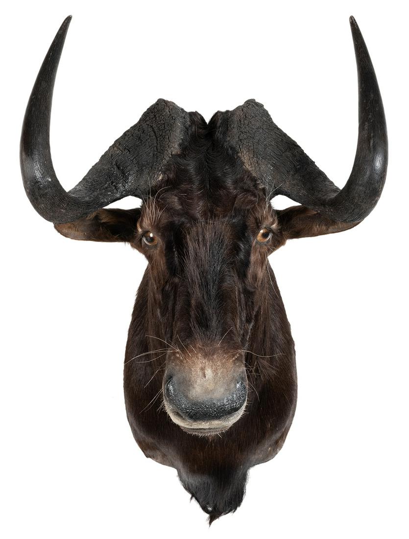 Black Wildebeest Shoulder Mount Taxidermy. Length 28”.: Black Wildebeest Shoulder Mount Taxidermy. Length 28”.