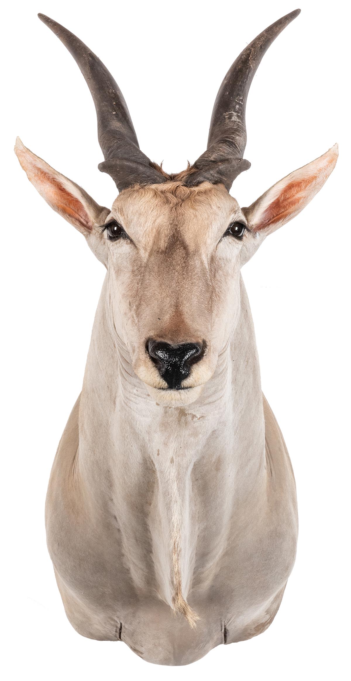 Eland Antelope Large Shoulder Mount Taxidermy. Height: Eland Antelope Large Shoulder Mount Taxidermy. Height 50”.