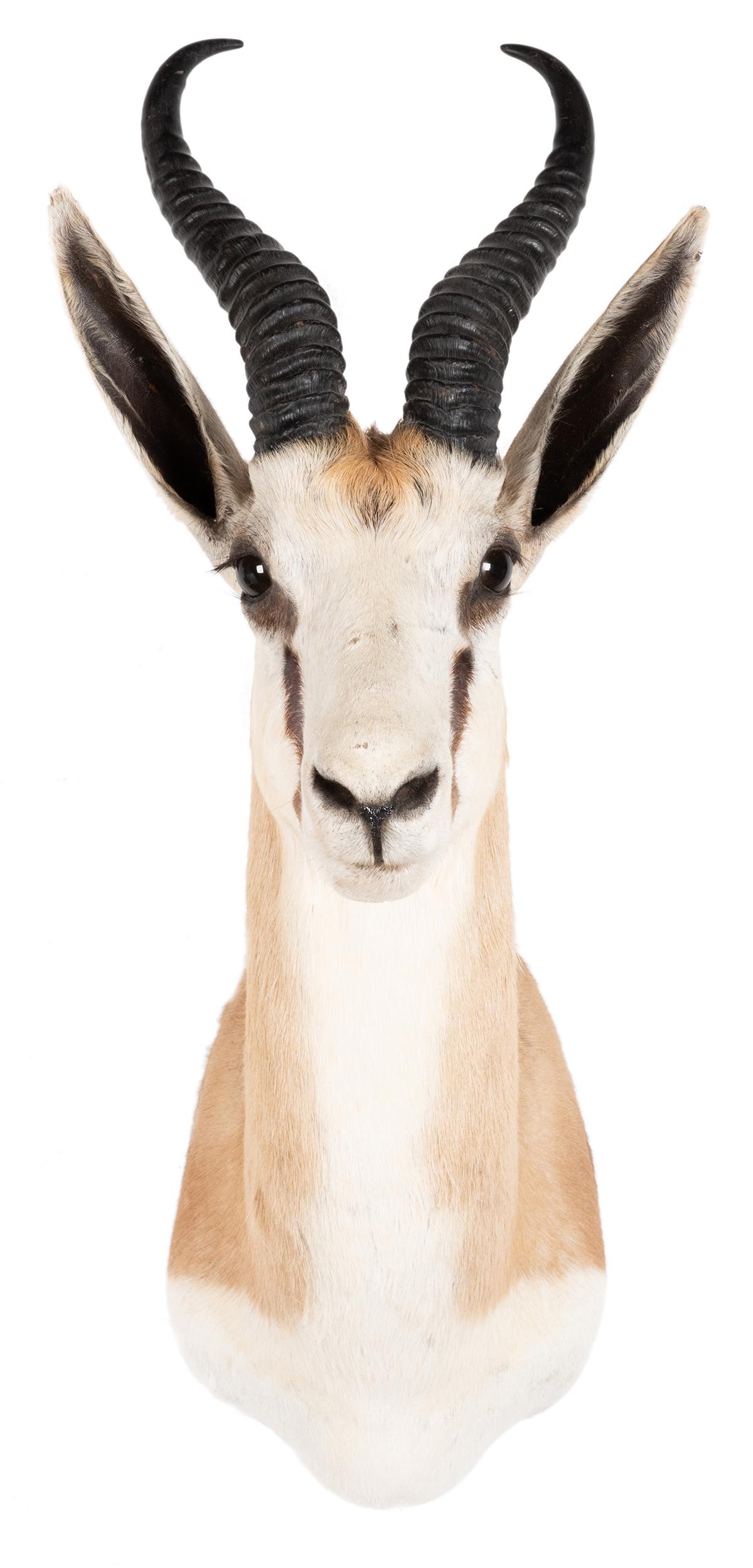 Golden Springbok Shoulder Mount Taxidermy. Length 20”.: Golden Springbok Shoulder Mount Taxidermy. Length 20”.