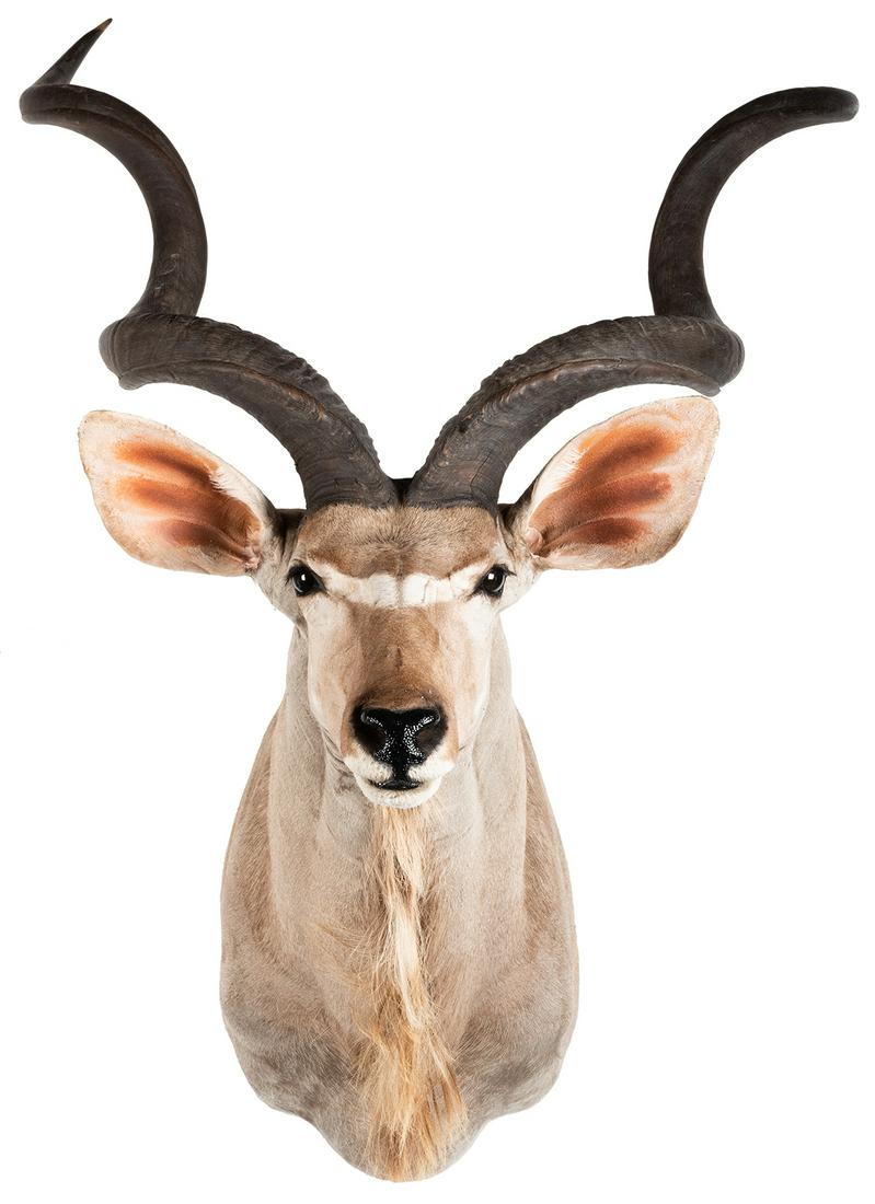 Greater Kudu Shoulder Mount Taxidermy. Length 41”.: Greater Kudu Shoulder Mount Taxidermy. Length 41”.