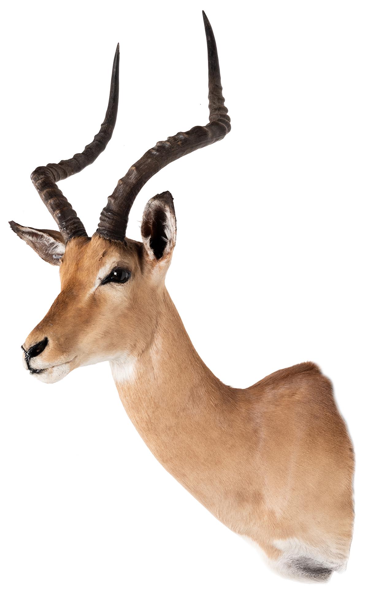 Impala Shoulder Mount Taxidermy. Length 22”.: Impala Shoulder Mount Taxidermy. Length 22”.