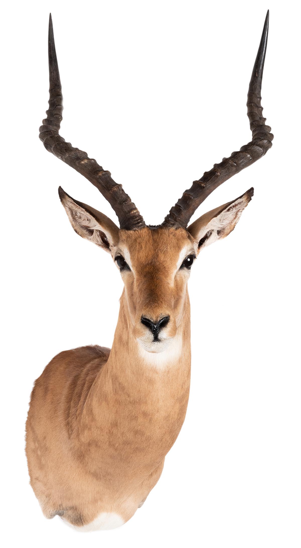 Impala Shoulder Mount Taxidermy. Height 36”.: Impala Shoulder Mount Taxidermy. Height 36”.