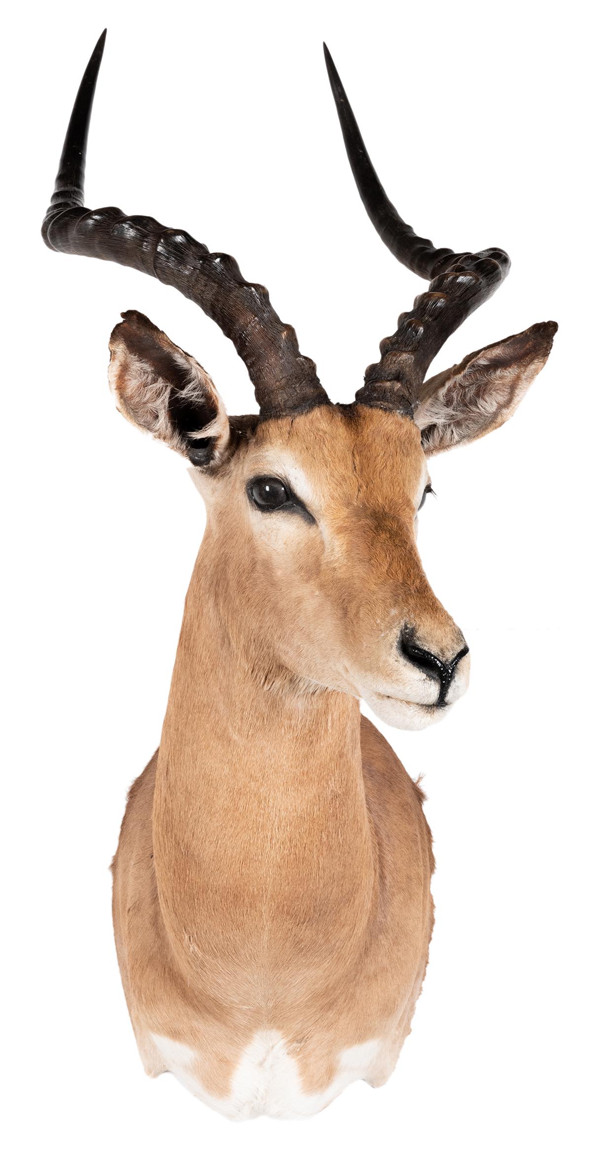 Impala Shoulder Mount Taxidermy. Length 21”.: Impala Shoulder Mount Taxidermy. Length 21”.
