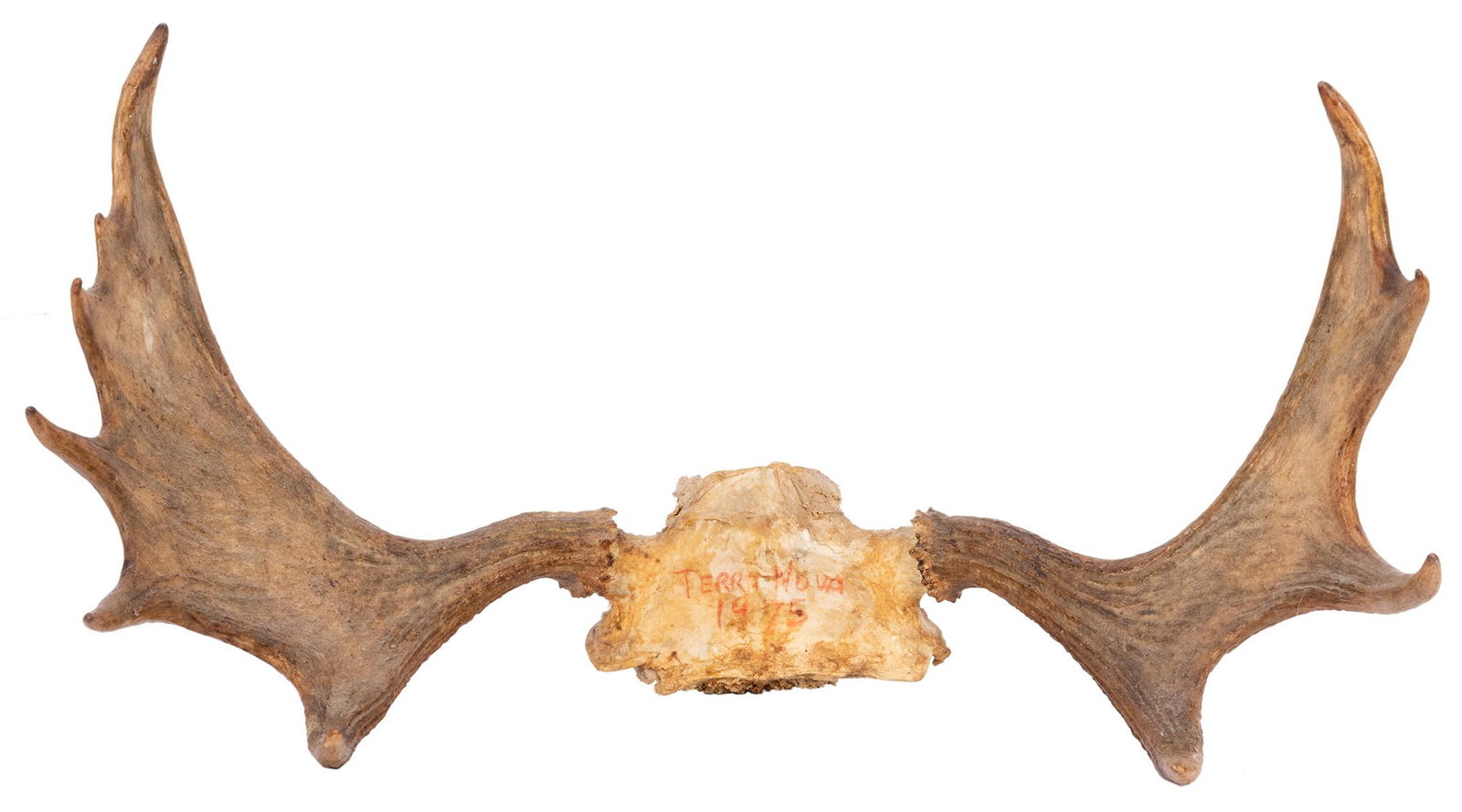 Moose Antler Rack. Length 27”.: Moose Antler Rack. Length 27”.