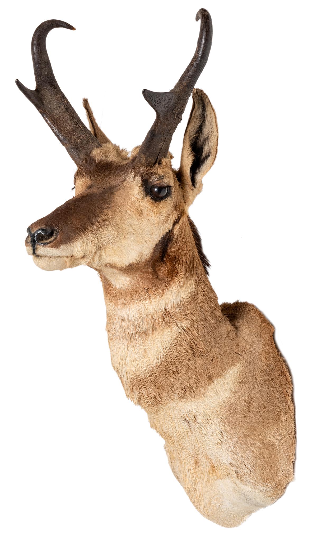 Pronghorn Shoulder Mount Taxidermy. Height 36”.: Pronghorn Shoulder Mount Taxidermy. Height 36”.