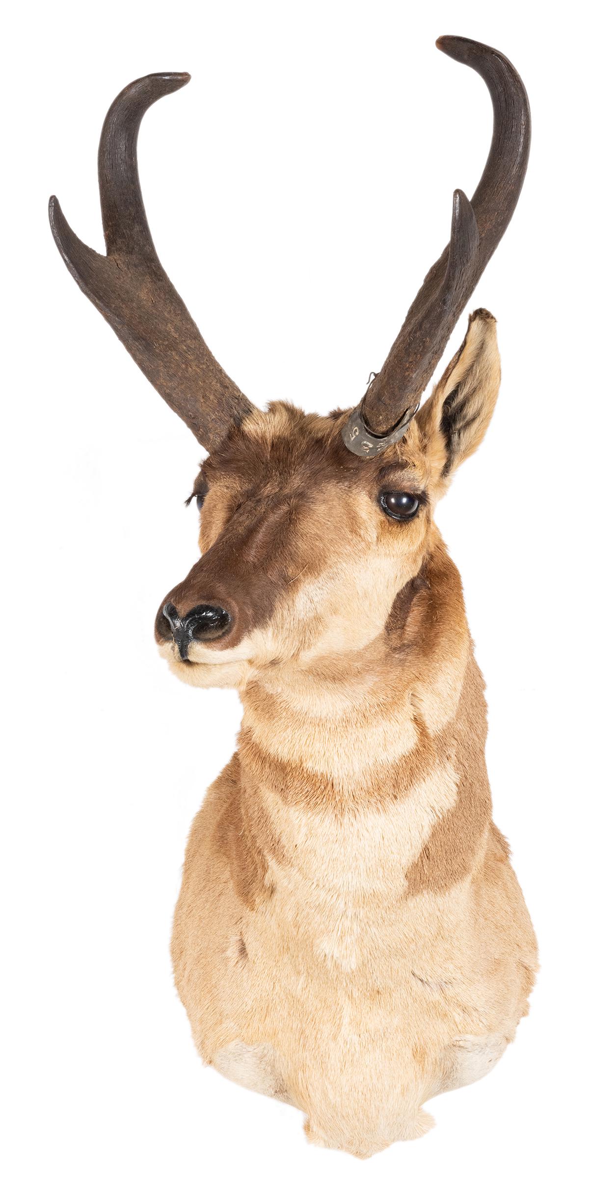 Pronghorn Shoulder Mount Taxidermy. Height 35”.: Pronghorn Shoulder Mount Taxidermy. Height 35”.