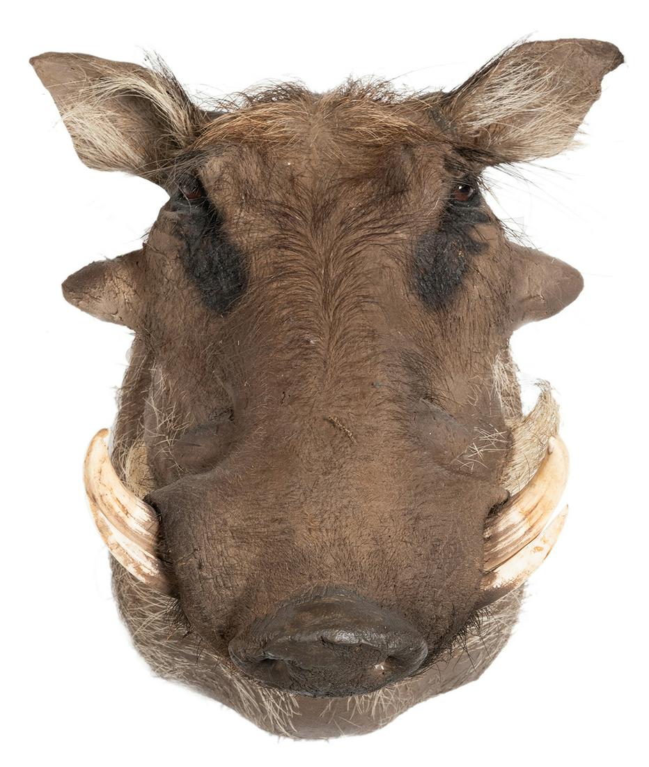 Wart Hog Shoulder Mount Taxidermy. With tusks. Height: Wart Hog Shoulder Mount Taxidermy. With tusks. Height 13”, Length 18”.