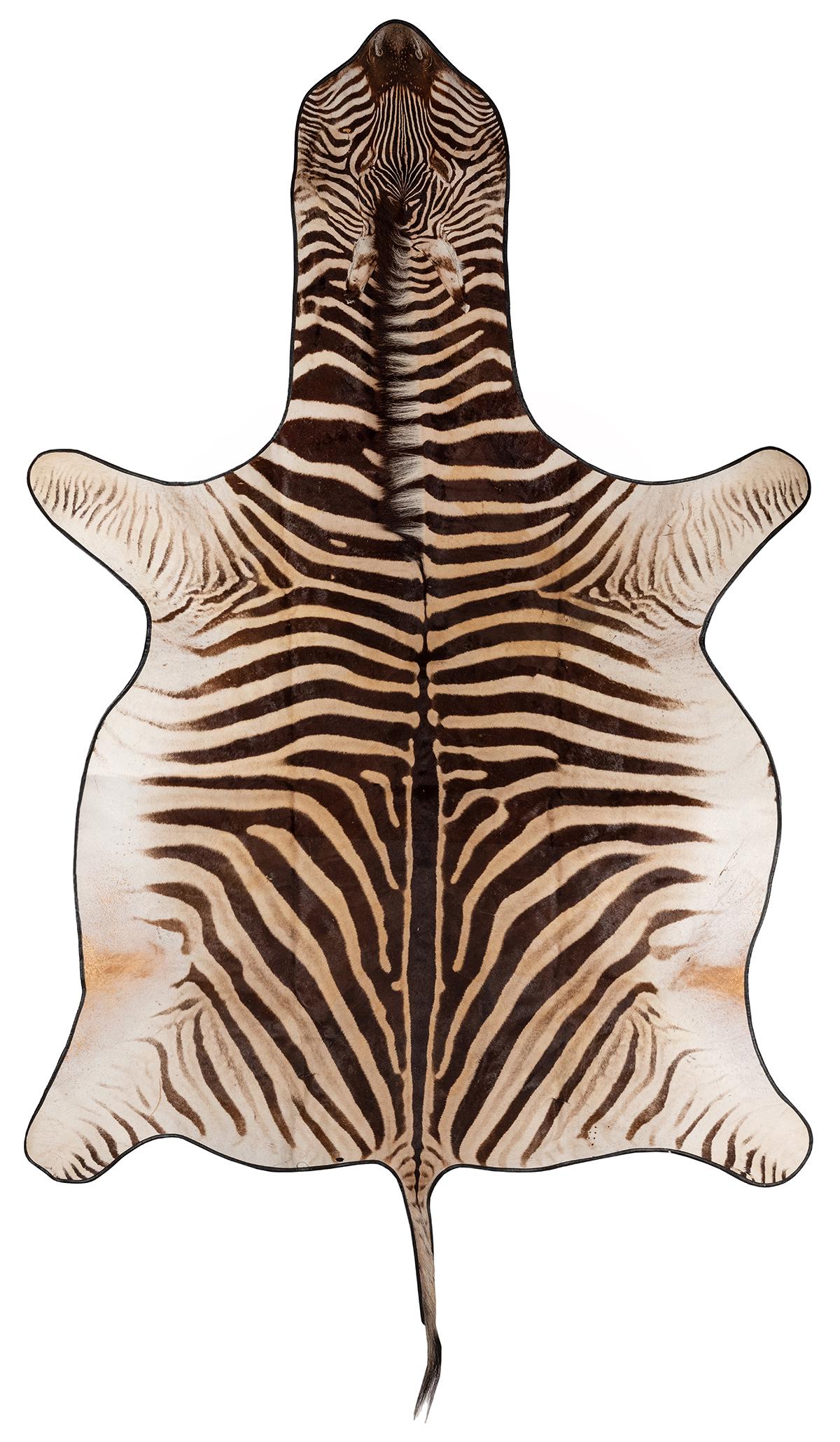 Zebra Full Hide Pelt Rug. Length 105”.: Zebra Full Hide Pelt Rug. Length 105”.