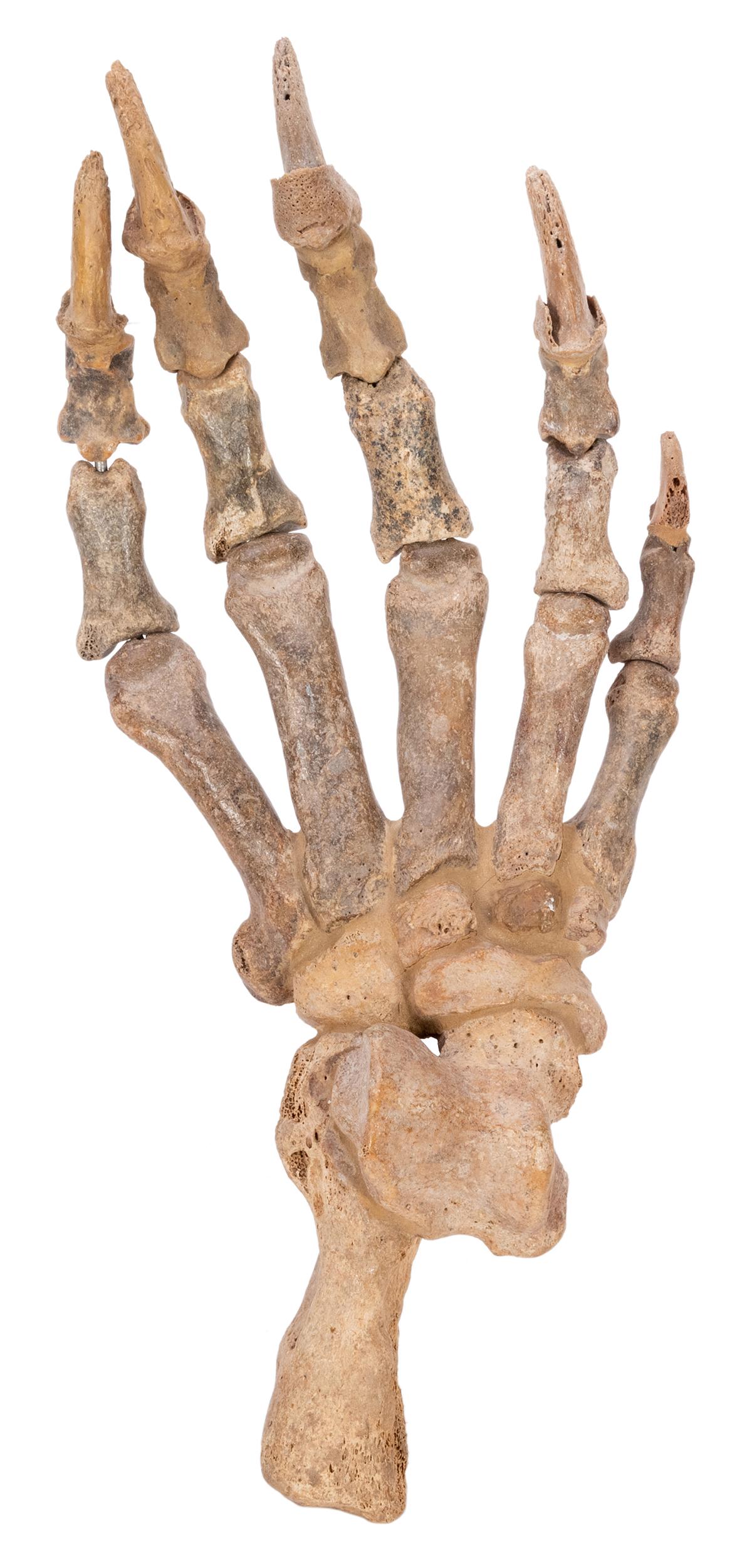 Large Fossilized Bear Claw Specimen. Fossilized forepaw: Large Fossilized Bear Claw Specimen. Fossilized forepaw of Pleistocene-era cave bear, mounted with wire, overall 11 x 5 x 2 ½”. Some putty/clay filling on underside; fine overall.