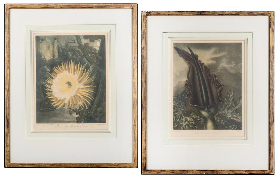 Thornton, Robert John (1768-1837), after. The Dragon (1 of 3)