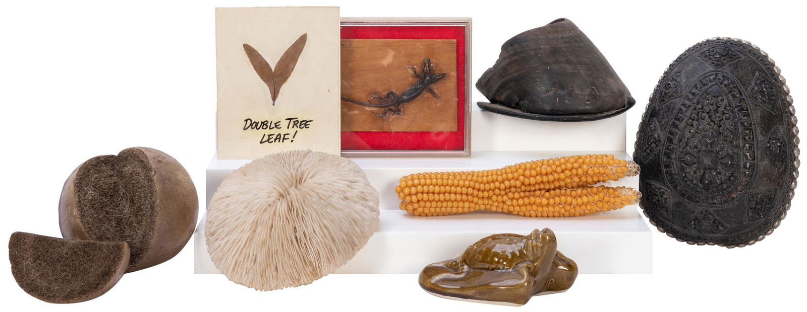 Collection of Small Oddities. Including: a freak lizard (1 of 1)