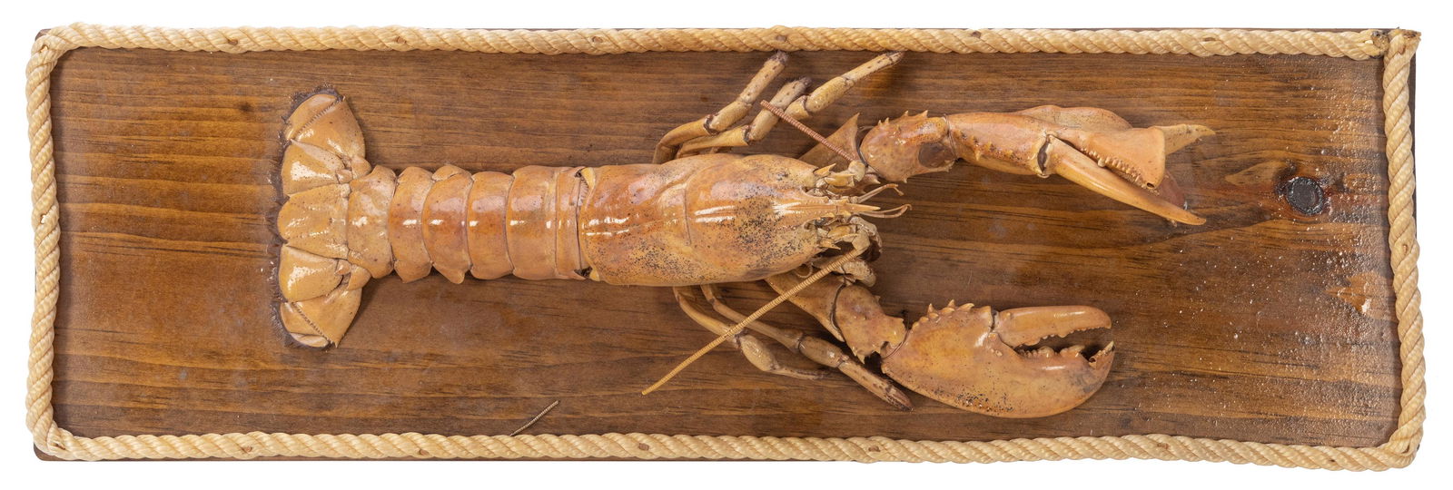 “Freak” Lobster Taxidermy. With deformed (1 of 1)