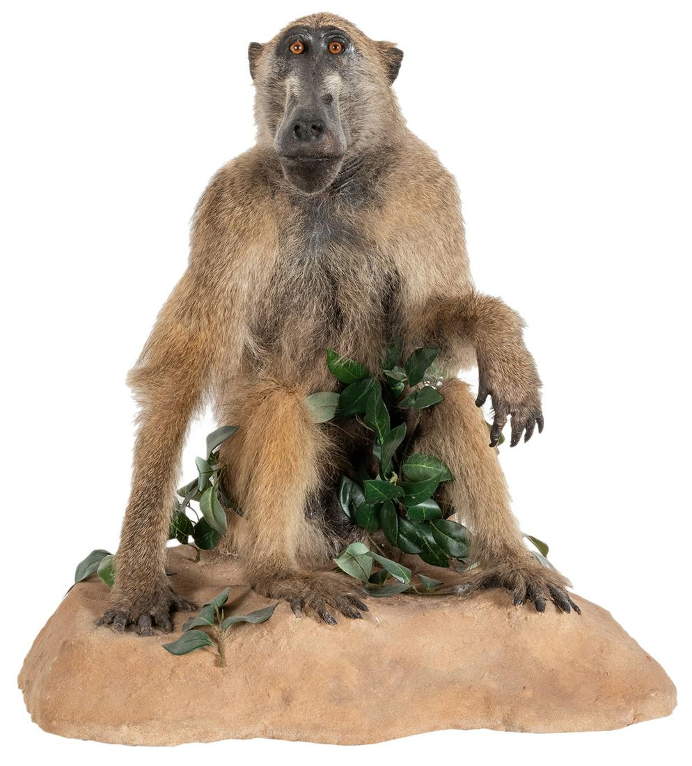 Chacma Baboon Full Body Taxidermy Mount. A fine (1 of 4)