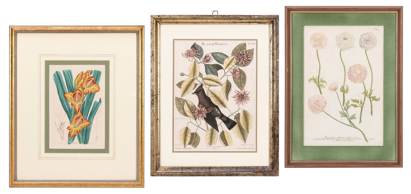 [BOTANICALS]. A group of 3 early engravings. Including: (1 of 4)