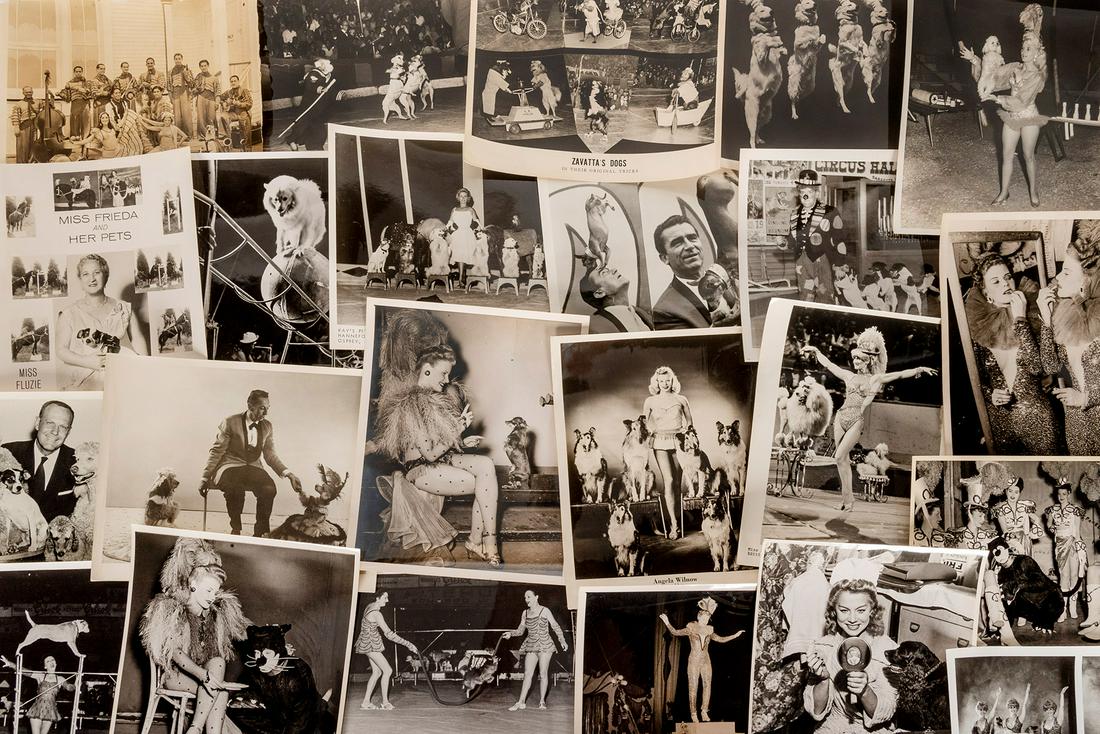 [CIRCUS—DOGS]. Lot of circus and performing dog photographs... (1 of 1)