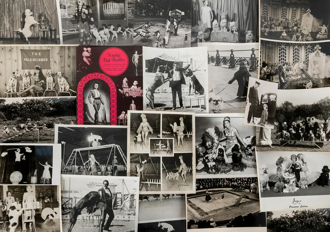 Circus Dog Acts Photograph Archive. Approximately 30 twenti...: Circus Dog Acts Photograph Archive. Approximately 30 twentieth century photographs depicting circus dog acts and their trainers, with a group of veterinary certificates identifying dogs in various act