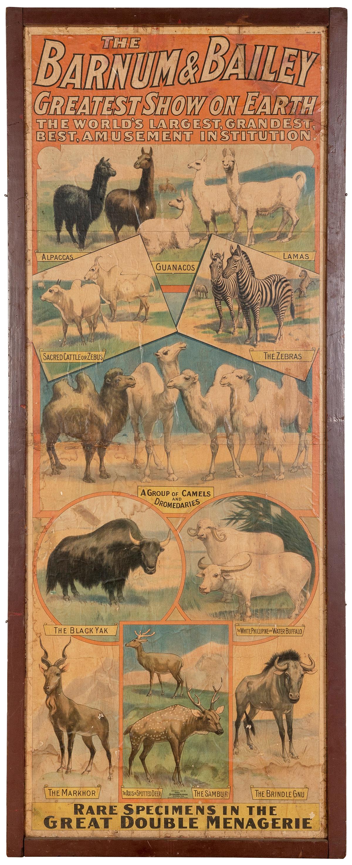 Barnum & Bailey / Rare Specimens in the Great Double Menage... (1 of 1)