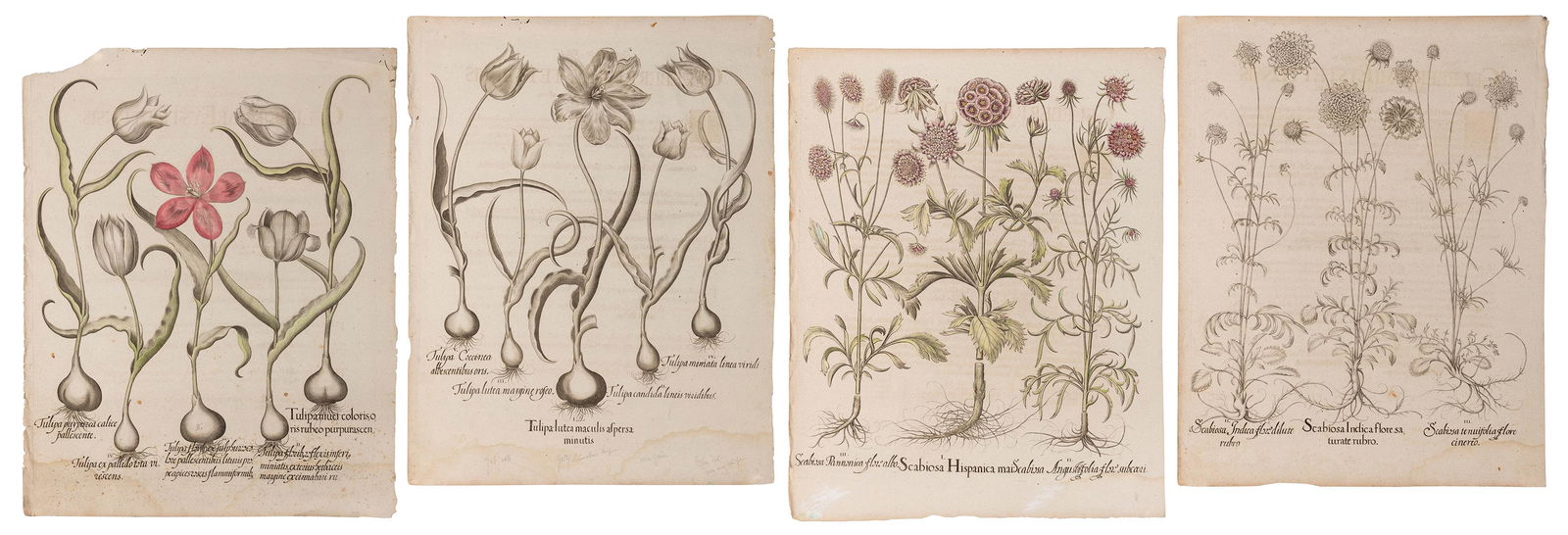 [BOTANICALS]. BESLER, Basilius (1561–1629). A group of 4 en... (1 of 1)