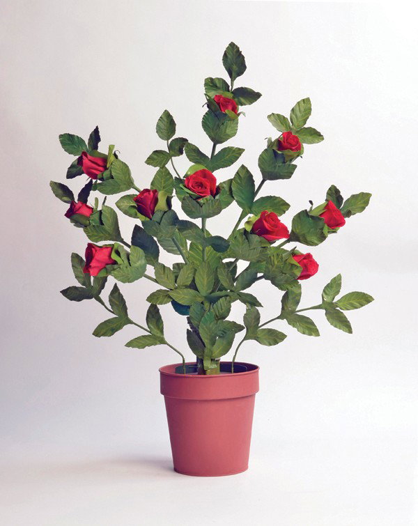 Flowering Rose Bush. New Haven, Petrie & Lewis '45: Flowering Rose Bush. New Haven, Petrie & Lewis, ca. 1945. A barren green plant in a large pot rests on the magician's table. At the performer's command, the bush slowly begins to sprout and grow real 