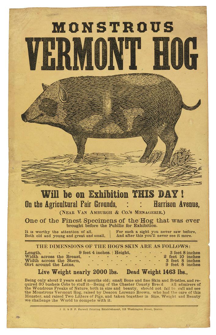 LIVE WEIGHT NEARLY 2000 LBS. DEAD WEIGHT 1463 LBS. [VAN AMB... (1 of 1)