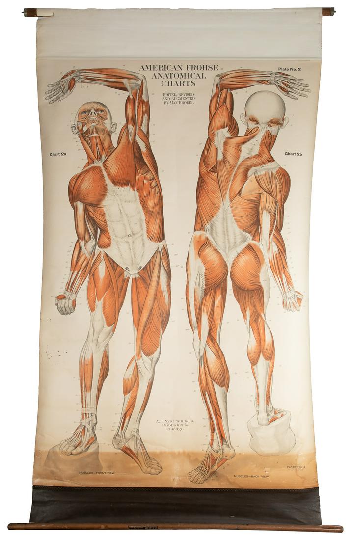 BRODEL, Max. American Frohse Anatomical Chart. Plate No. 2.... (1 of 1)