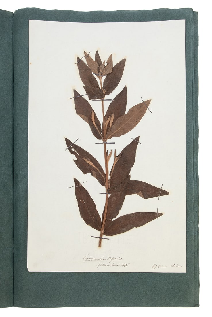  [SPECIMEN ALBUM - DIADELPHIA VARIA ET RARISMA]. A two-volum... (1 of 3)