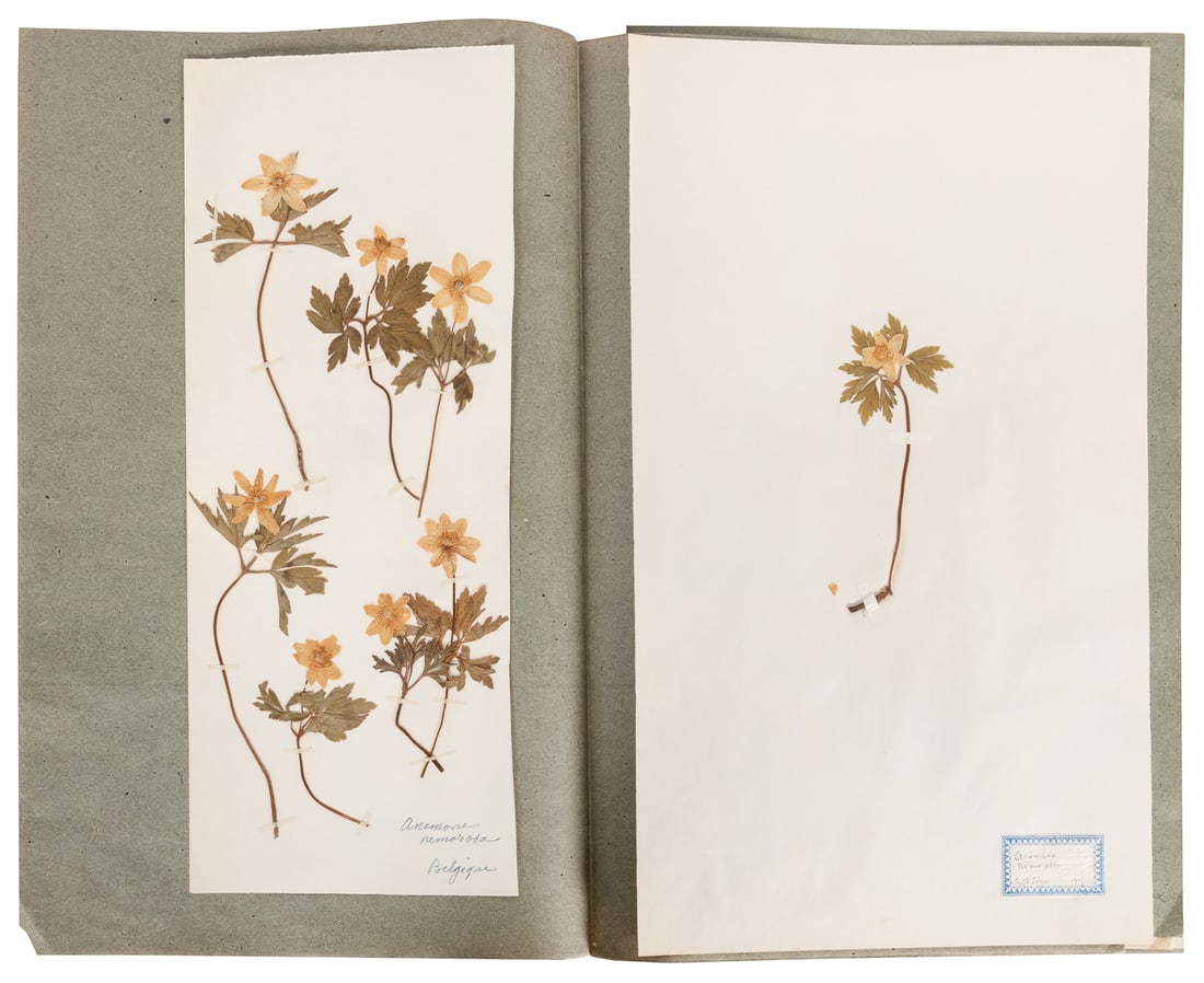  [SPECIMEN ALBUM - FLOWERING PLANTS]. Folio of specimens of ... (1 of 3)