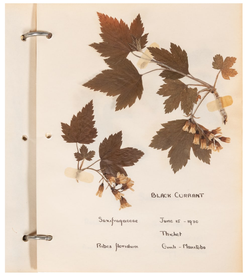  [SPECIMEN ALBUMS] A group of twelve specimen albums of vari... (1 of 4)