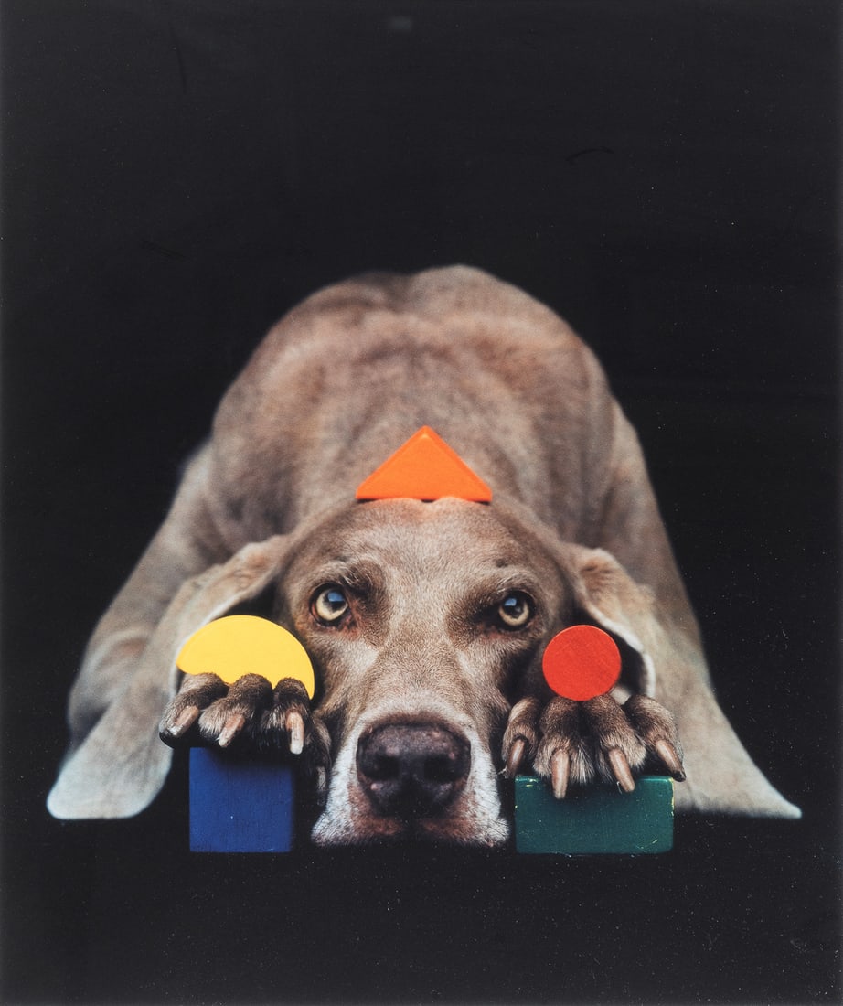 WEGMAN, William (American, b. 1943). Basic Shapes in Color....: WEGMAN, William (American, b. 1943). Basic Shapes in Color. 2001. Pigment print on paper. Signed, titled, and numbered lower margin. Edition 32/150. Canine pictured is Fay Ray. Image 19 x 15”; f