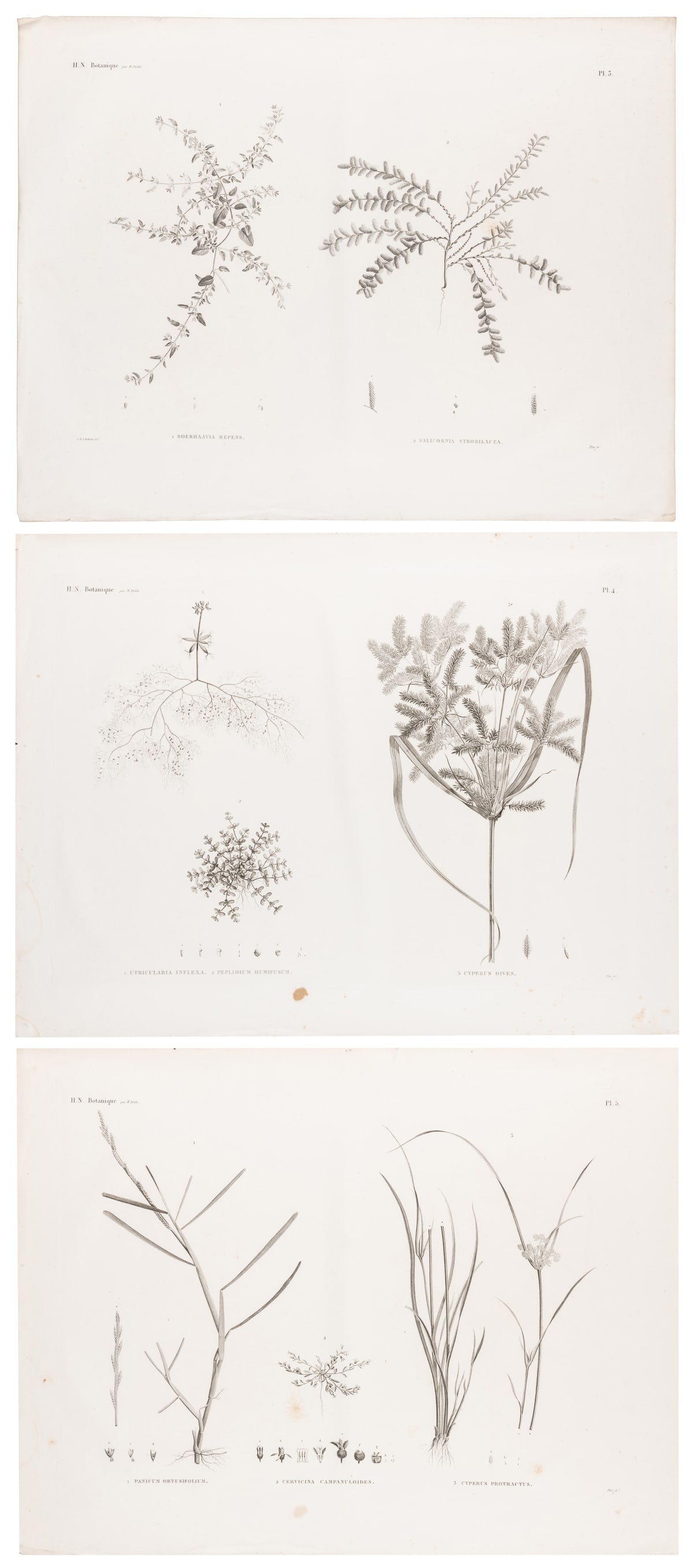 [BOTANICAL PRINTS]. Group of 43 Large Botanical Prints from... (1 of 4)