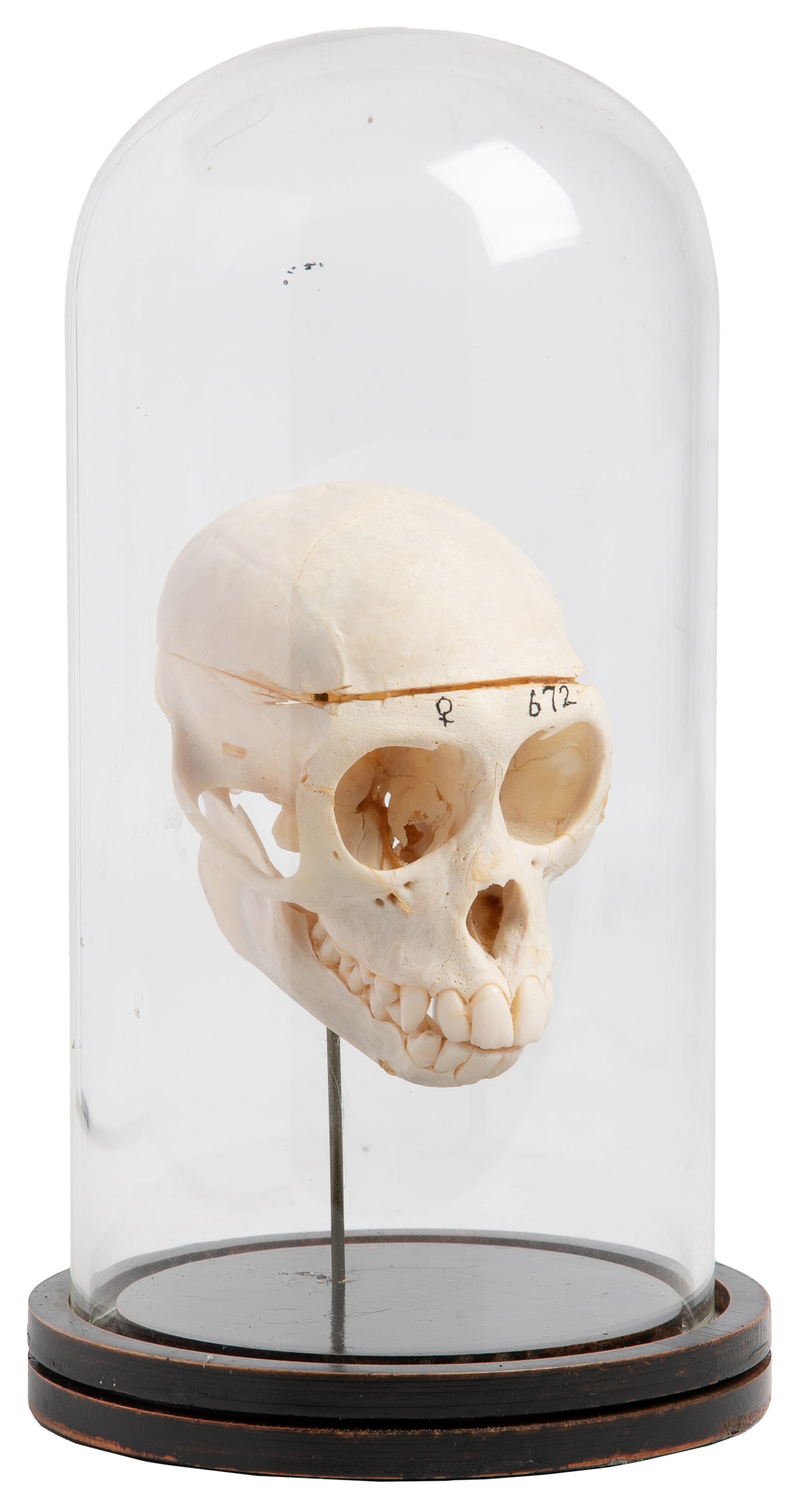 Small Primate Skull in Glass Dome Display. 20th century. Sm... (1 of 3)