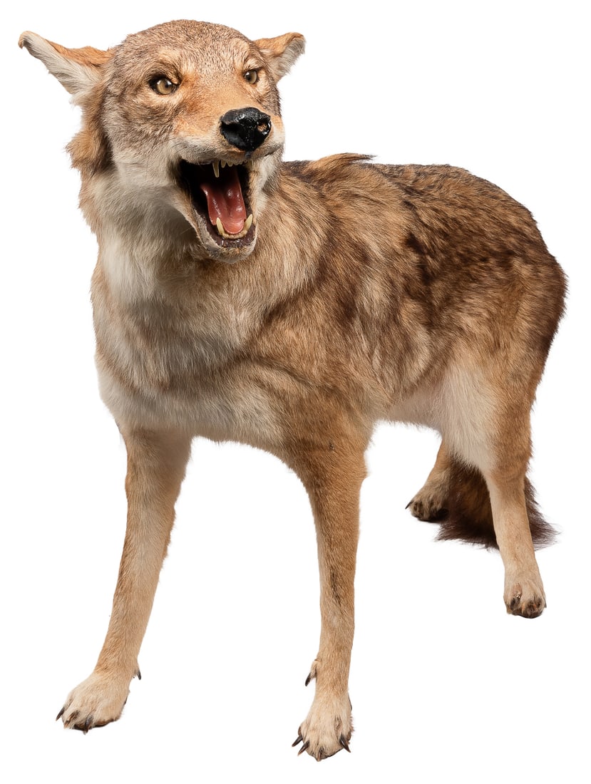 Coyote Taxidermy Full Body. 20th – 21st century. Full-size ...: Coyote Taxidermy Full Body. 20th – 21st century. Full-size taxidermized coyote. Freestanding with no mount. Approx. 27 x 39 x 12”. Very good.