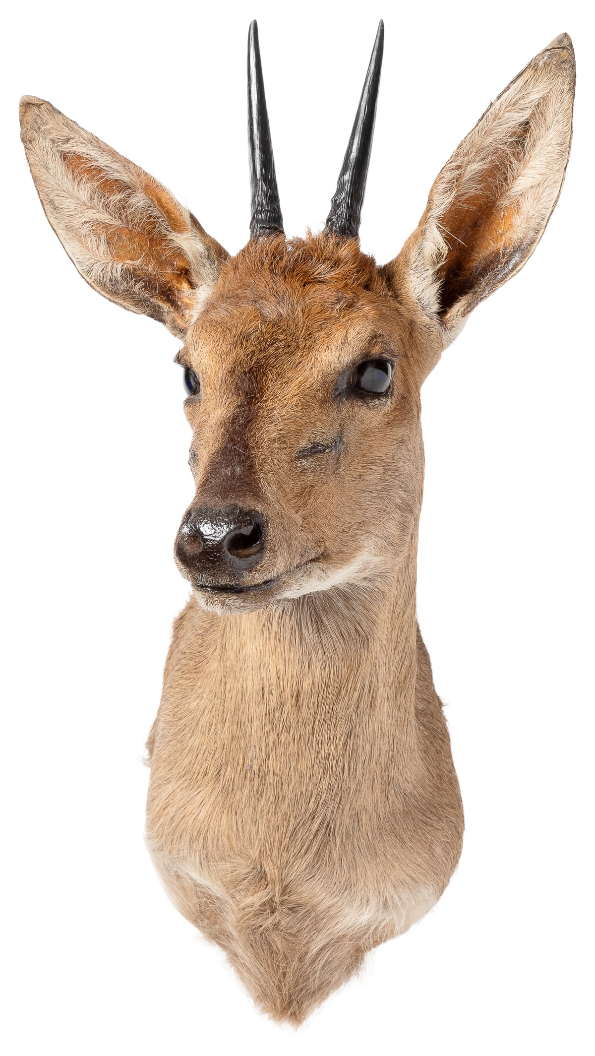 Duiker Shoulder Mount Taxidermy. Humansdrop, South Africa: ... (1 of 4)
