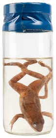 Six-Legged Frog Wet Specimen. Preserved oddity specimen in ...