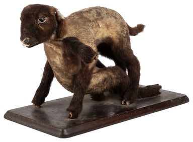 Siamese Lamb Taxidermy Mount. Baby lamb with eight legs, on...