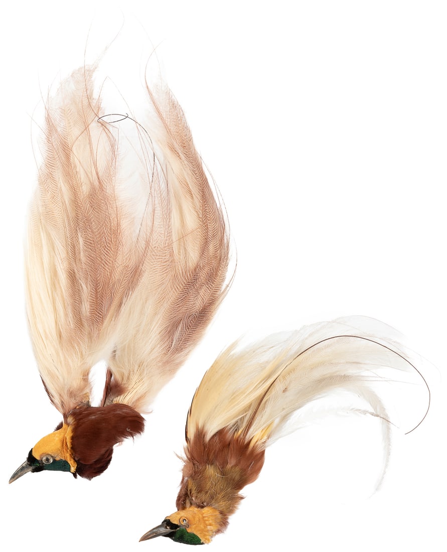 Pair of Bird of Paradise Mounts. One in very good condition...: Pair of Bird of Paradise Mounts. One in very good condition, the other fair (with a detached part). Length approx. 15”.