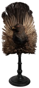 Victorian Capercaillie Taxidermy Screen on Stand. Taxidermy...