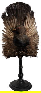 Victorian Capercaillie Taxidermy Screen on Stand. Taxidermy...: Victorian Capercaillie Taxidermy Screen on Stand. Taxidermy arrangement of the upper body and feathers, mounted on a spun wooden stand painted black. Possibly used as a fireplace cover. 42 x 18 x 12&#