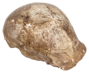 Cast of “Java Man” Skull (Pithecanthropus erectus). Painted...