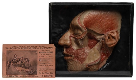Wax Anatomical Dissection Face and Anatomy Museum trade car...