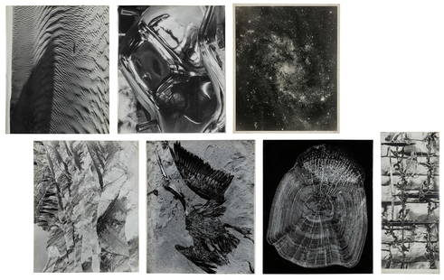 Herman Miller Design Reference Photos. 1950s. Twenty black ...: Herman Miller Design Reference Photos. 1950s. Twenty black and white images for the Herman Miller Company featuring natural forms, detailed shots, and close-up images of scenes in nature. Largest