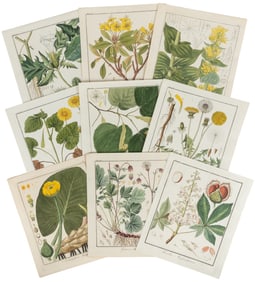 [BOTANICAL PLATES]. Group of 29 Hand-Colored Copperplate Im...